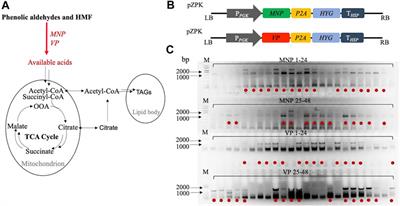 Engineering the Oleaginous Yeast Rhodosporidium toruloides for Improved Resistance Against Inhibitors in Biomass Hydrolysates